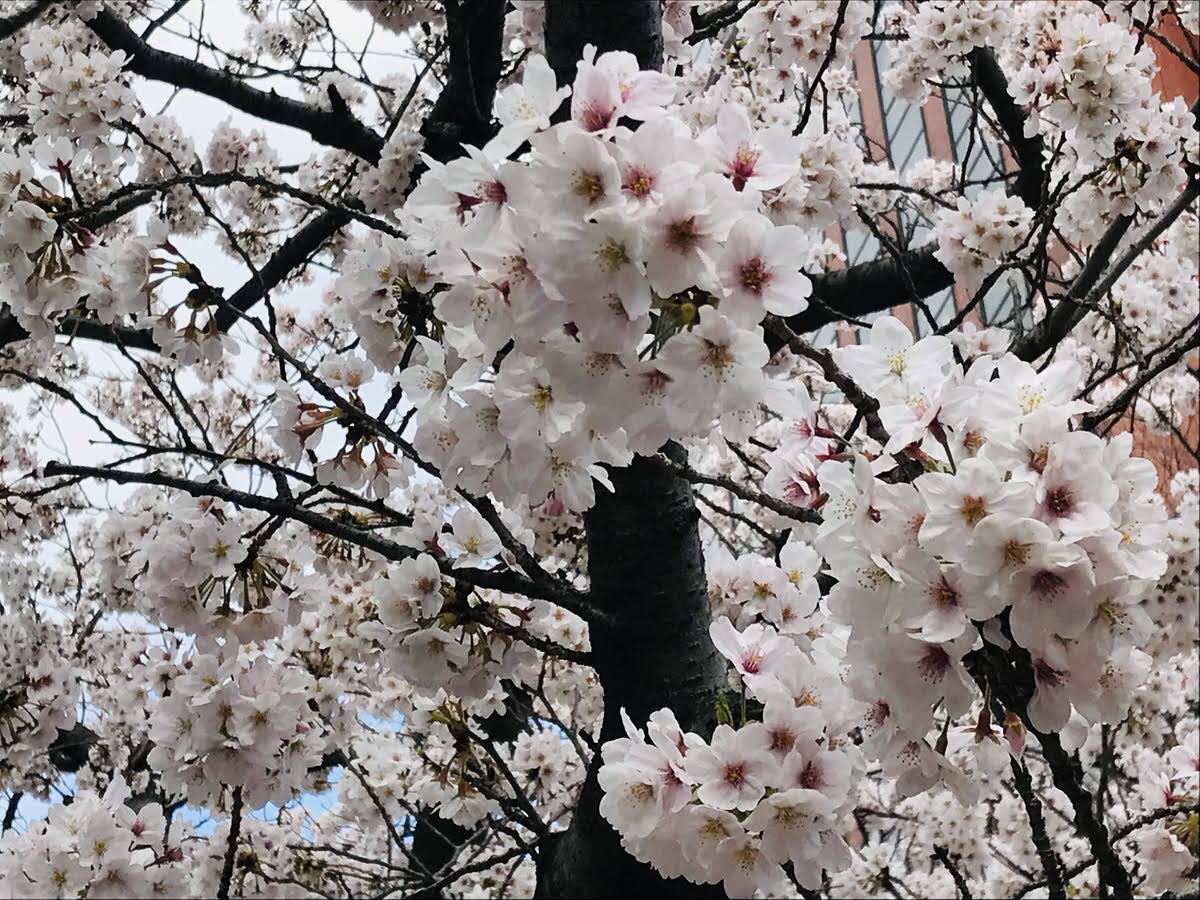 花見 つきじgo 花見 つきじgo