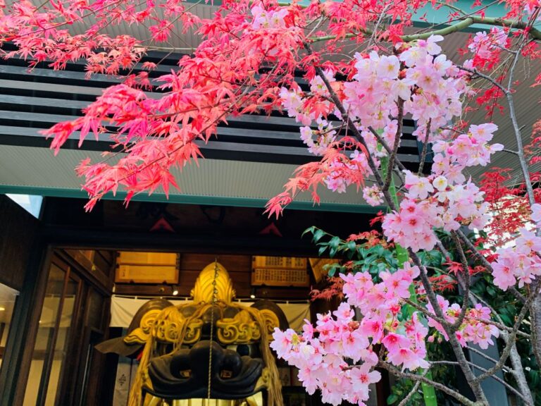 築地波除神社の巨大な天井大獅子と満開の桜。江戸時代から続く厄除けの神社で楽しむお花見