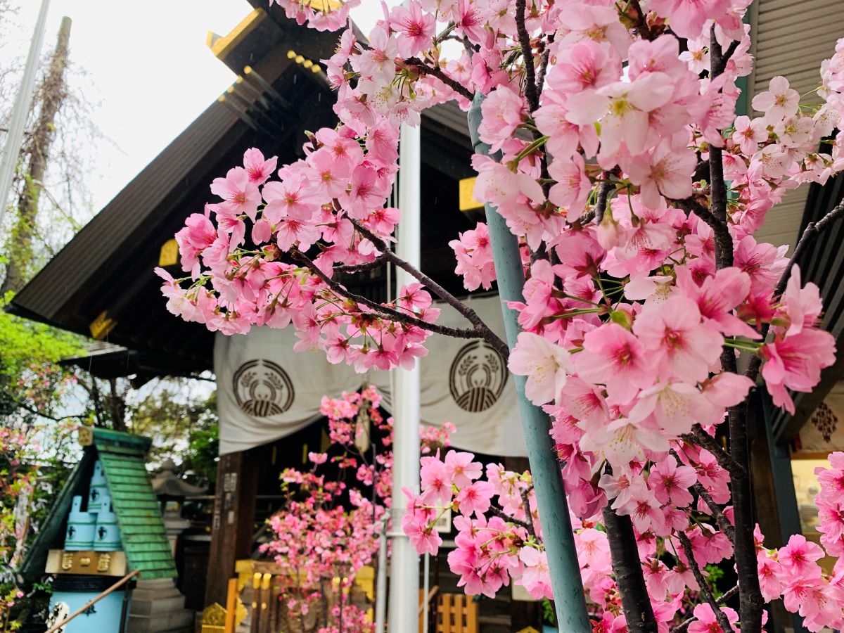 築地波除神社の境内と桜の風景。築地場外市場の突き当たりに位置する、参拝とお花見を同時に楽しめる名所。