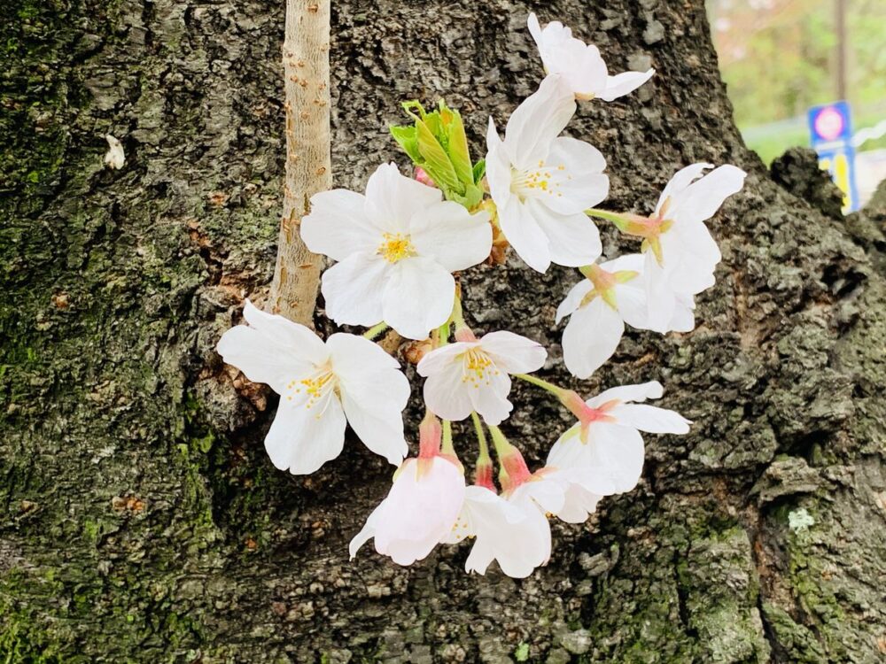 築地市場跡地近くの隅田川テラスに咲く桜並木。混雑を避けてゆっくり歩けるお花見穴場ルート