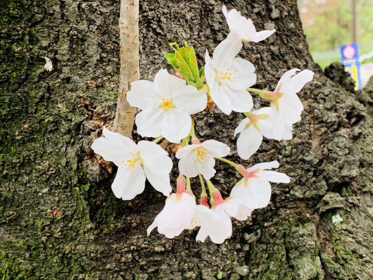 築地市場跡地近くの隅田川テラスに咲く桜並木。混雑を避けてゆっくり歩けるお花見穴場ルート