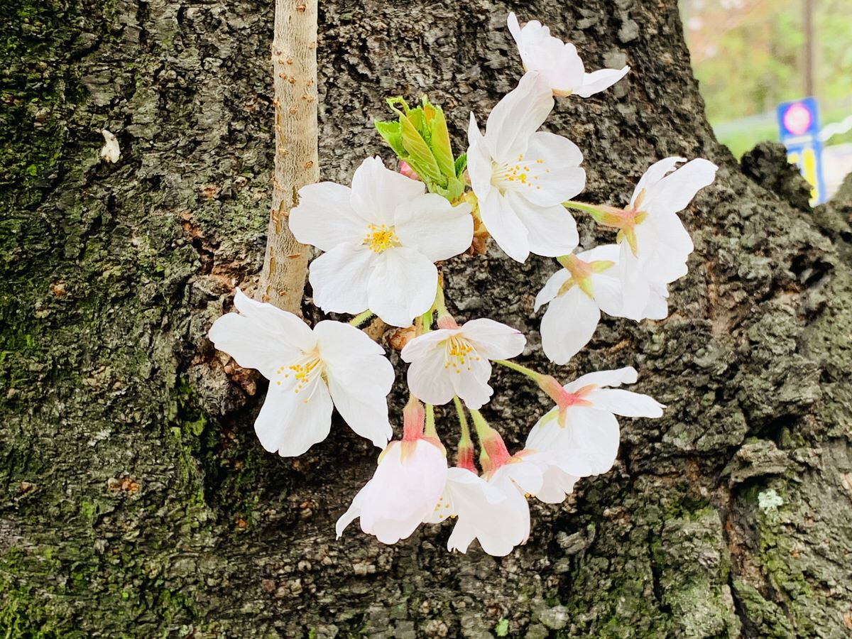 築地市場跡地近くの隅田川テラスに咲く桜並木。混雑を避けてゆっくり歩けるお花見穴場ルート