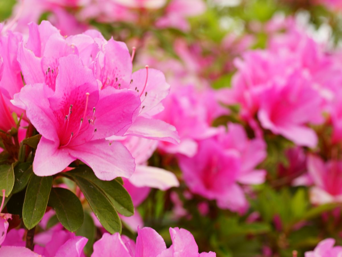 築地で巡るお花見の名所 ♪ツツジの歴史と花言葉に触れる - つきじへ行こう！