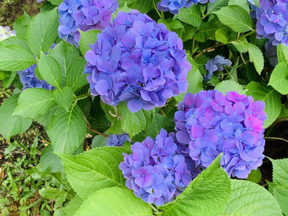 紫陽花