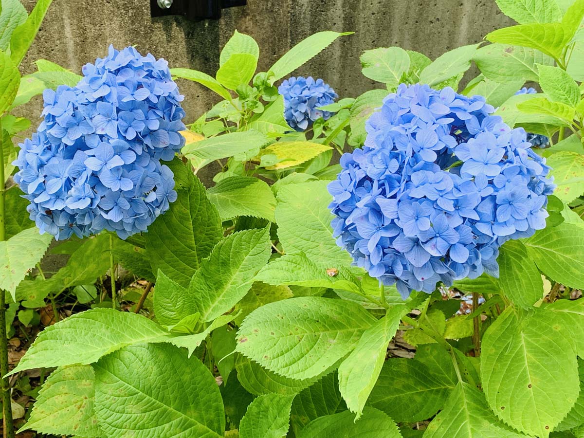 築地紫陽花