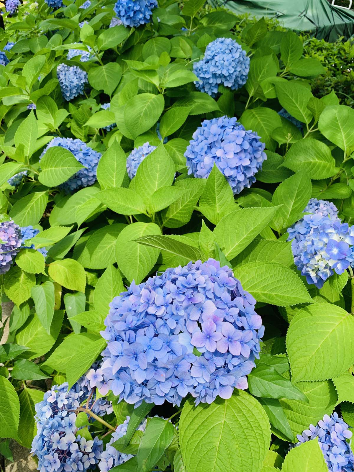 築地紫陽花