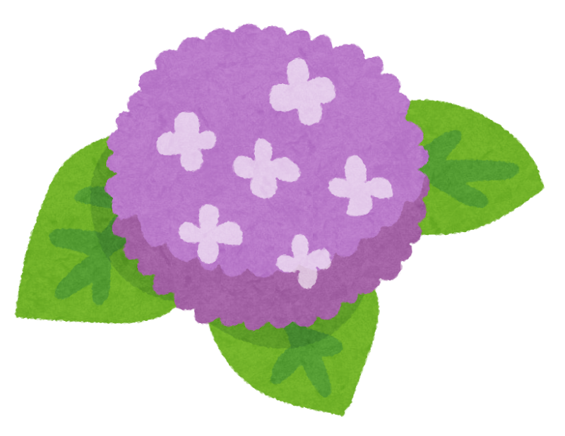 築地紫陽花