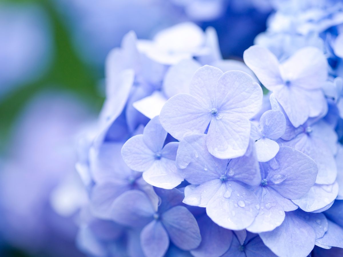 築地紫陽花