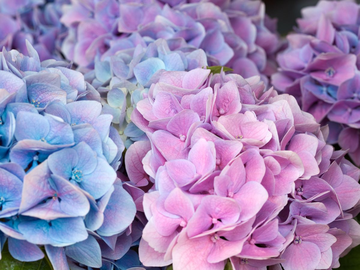築地紫陽花