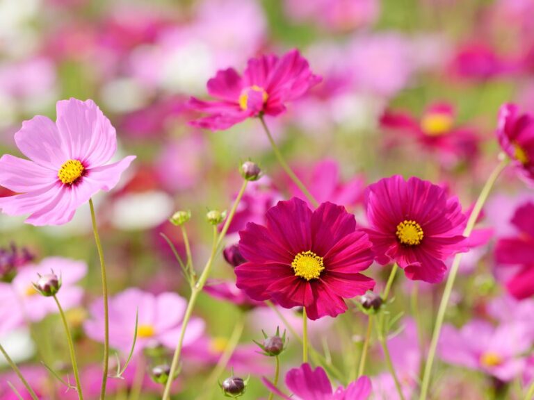 築地お花見