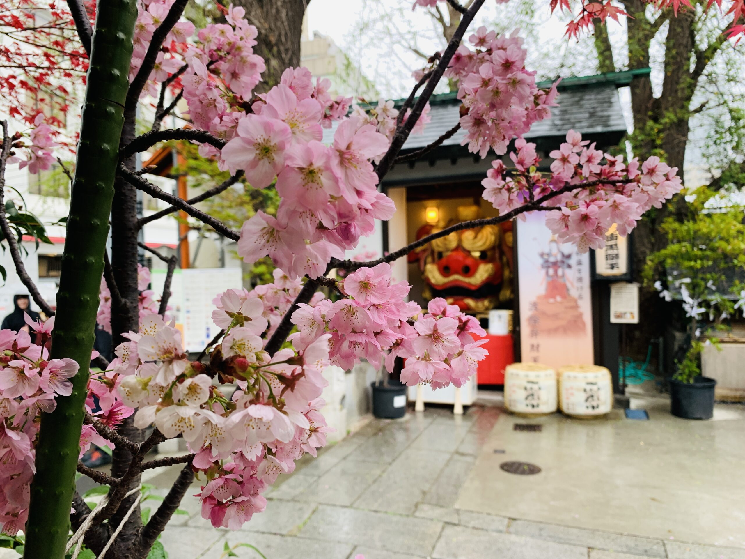 築地波除神社の境内と桜の風景。築地場外市場の突き当たりに位置する、参拝とお花見を同時に楽しめる名所。